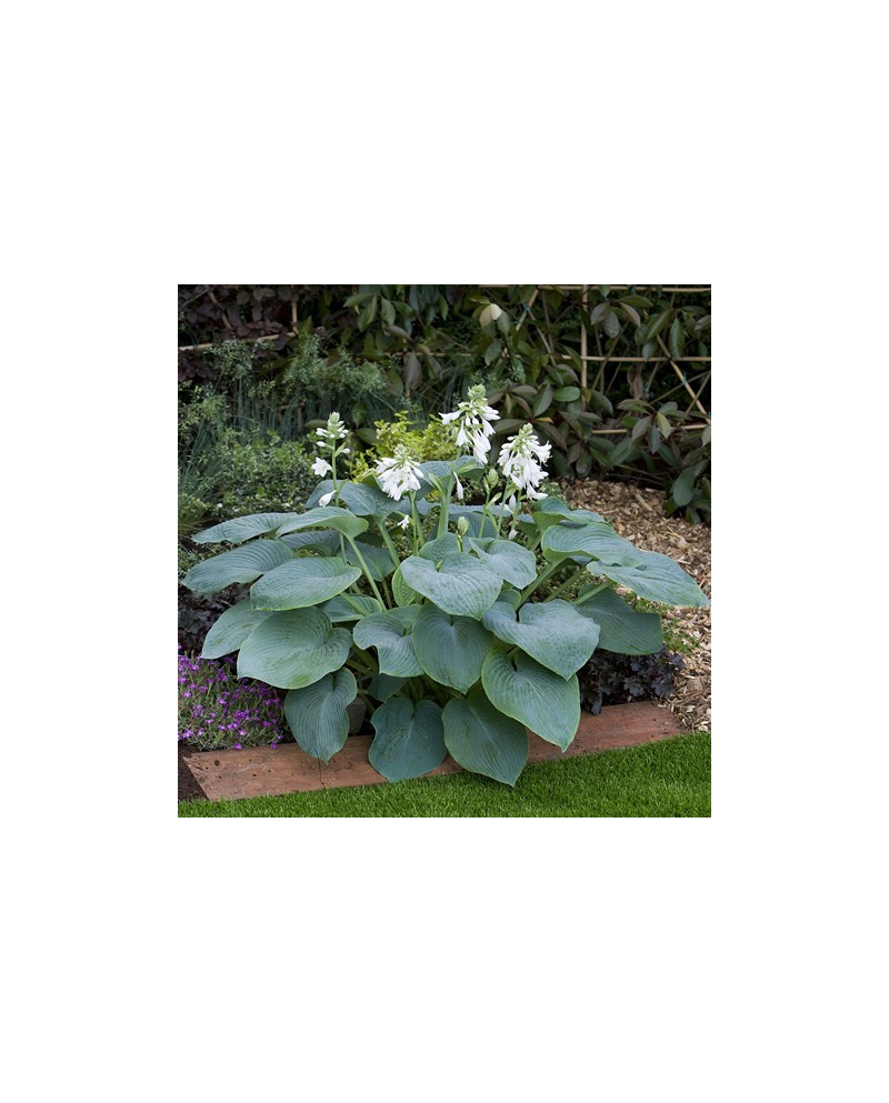 Hosta 'Bressingham Blue' - Funkia