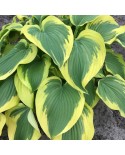 Hosta 'Broad Band' - Funkia