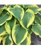 Hosta 'Broad Band' - Funkia