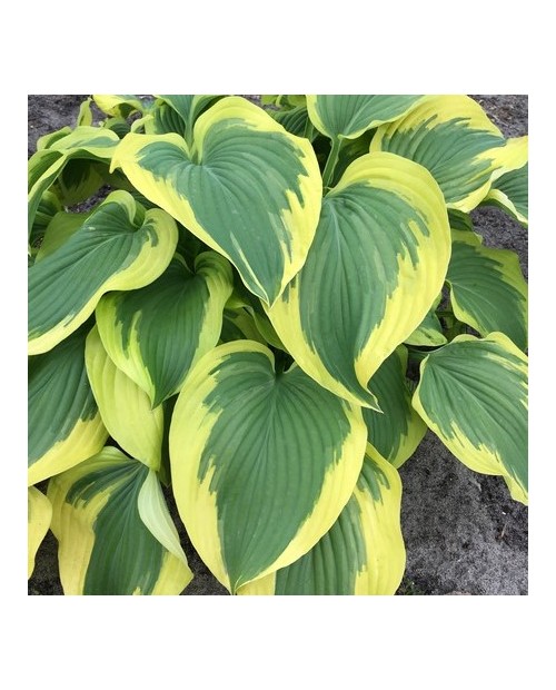 Hosta 'Broad Band' - Funkia