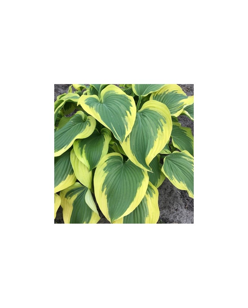 Hosta 'Broad Band' - Funkia