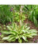 Hosta 'Cherry Berry' - Funkia