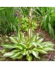 Hosta 'Cherry Berry' - Funkia