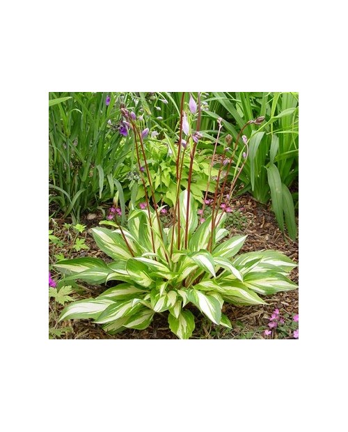 Hosta 'Cherry Berry' - Funkia