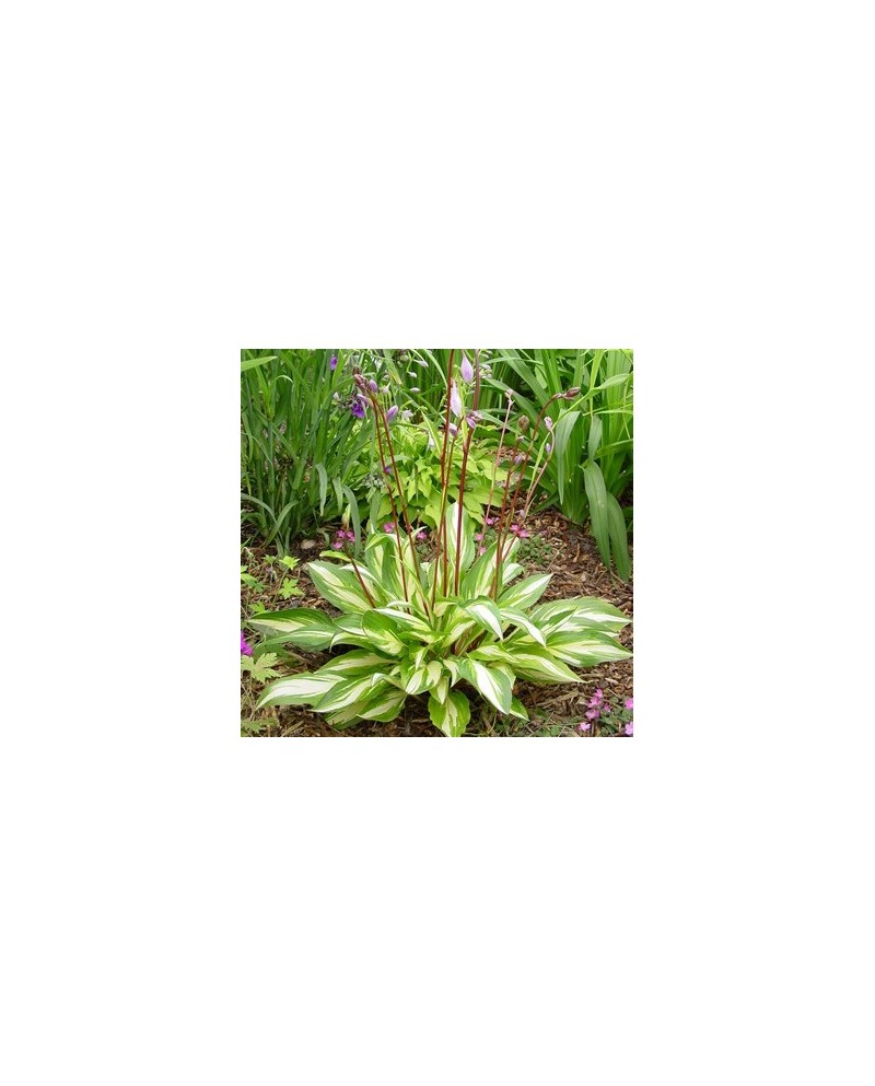 Hosta 'Cherry Berry' - Funkia