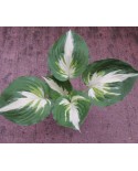 Hosta 'Christmas Island' - Funkia