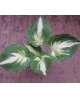 Hosta 'Christmas Island' - Funkia