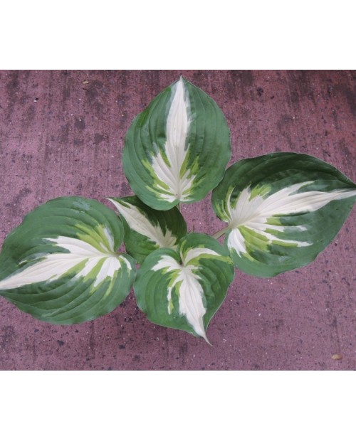 Hosta 'Christmas Island' - Funkia