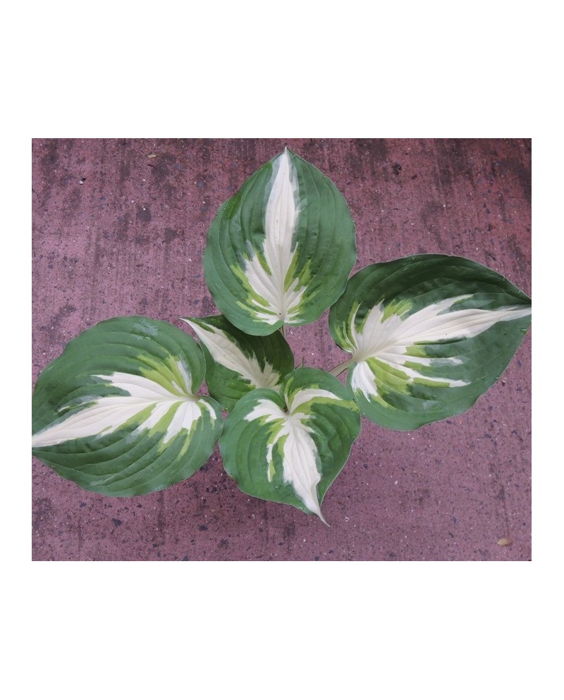 Hosta 'Christmas Island' - Funkia
