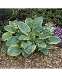 Hosta 'Frances Williams' - Funkia