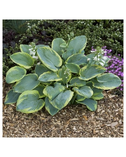 Hosta 'Frances Williams' - Funkia
