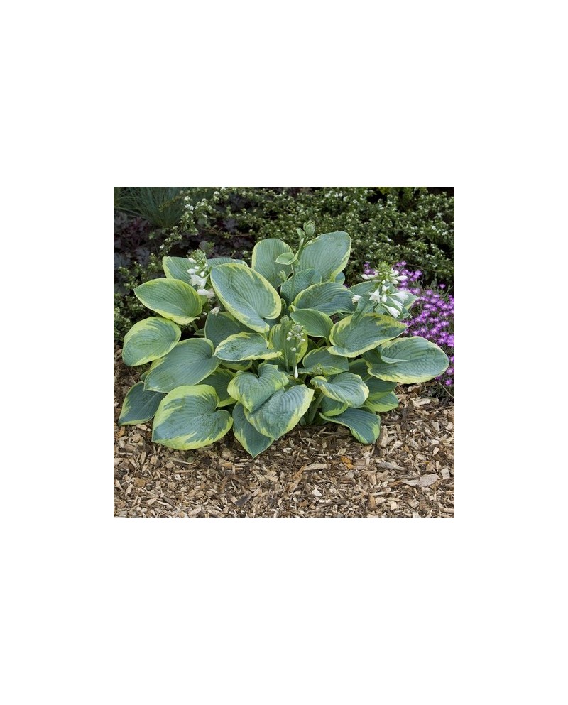 Hosta 'Frances Williams' - Funkia