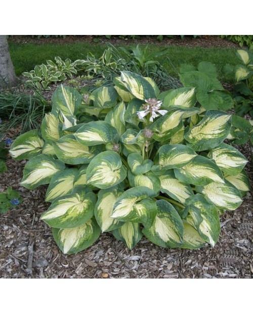 Hosta 'Great Expectations' - Funkia