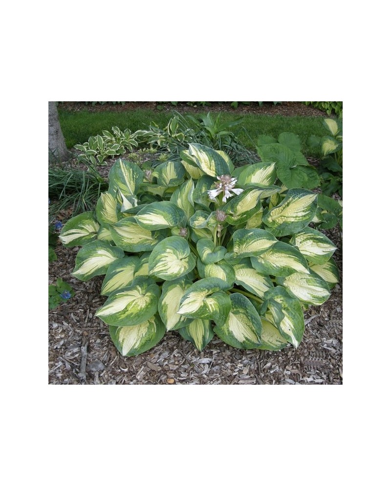Hosta 'Great Expectations' - Funkia