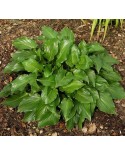 Hosta 'Invincible' - Funkia