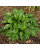 Hosta 'Invincible' - Funkia