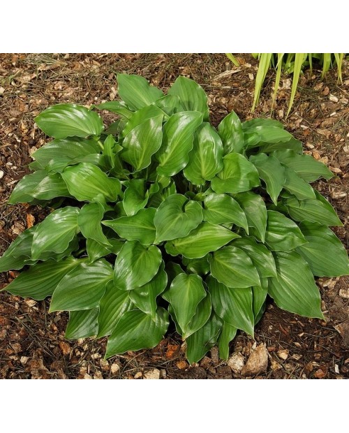 Hosta 'Invincible' - Funkia