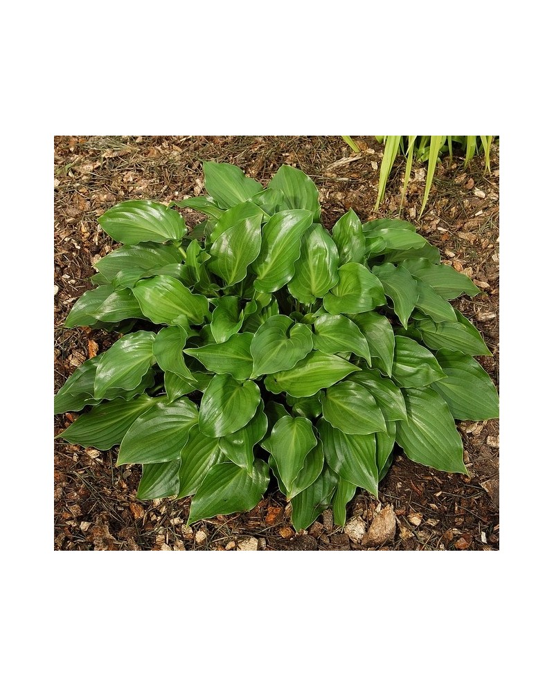 Hosta 'Invincible' - Funkia