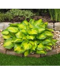 Hosta 'Lakeside Banana Bay' - Funkia