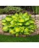 Hosta 'Lakeside Banana Bay' - Funkia