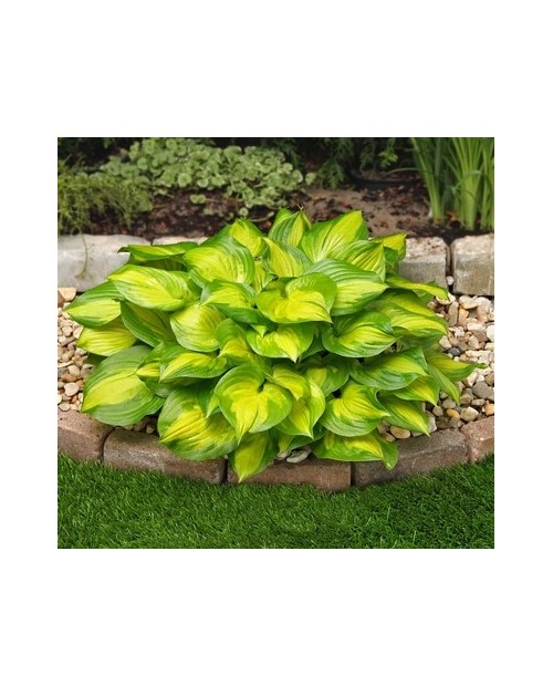 Hosta 'Lakeside Banana Bay' - Funkia