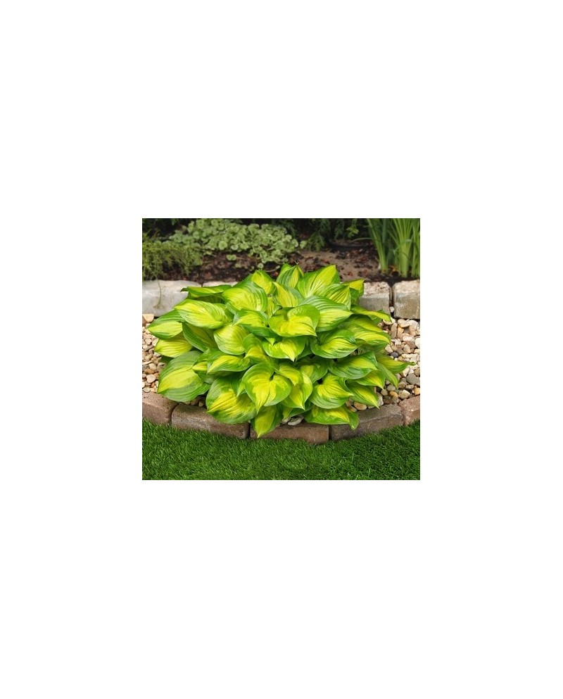 Hosta 'Lakeside Banana Bay' - Funkia