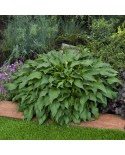 Hosta 'Little Red Rooster' - Funkia