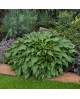 Hosta 'Little Red Rooster' - Funkia