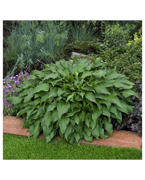 Hosta 'Little Red Rooster' - Funkia