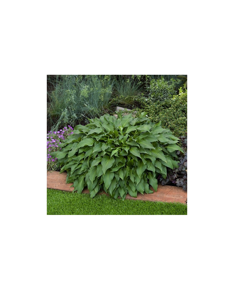 Hosta 'Little Red Rooster' - Funkia