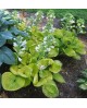 Hosta 'Maui Buttercups' - Funkia