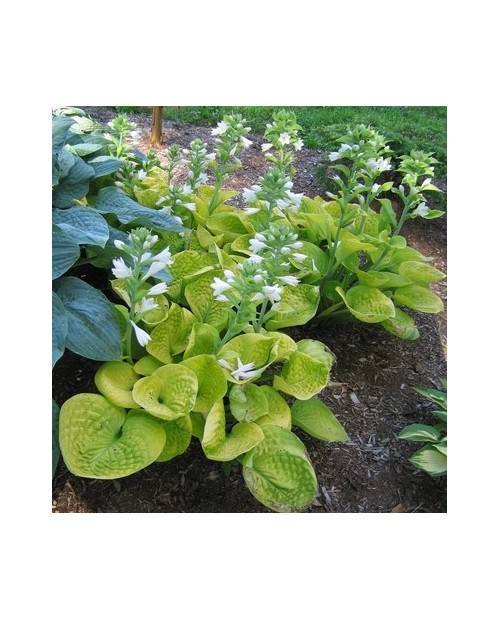 Hosta 'Maui Buttercups' - Funkia