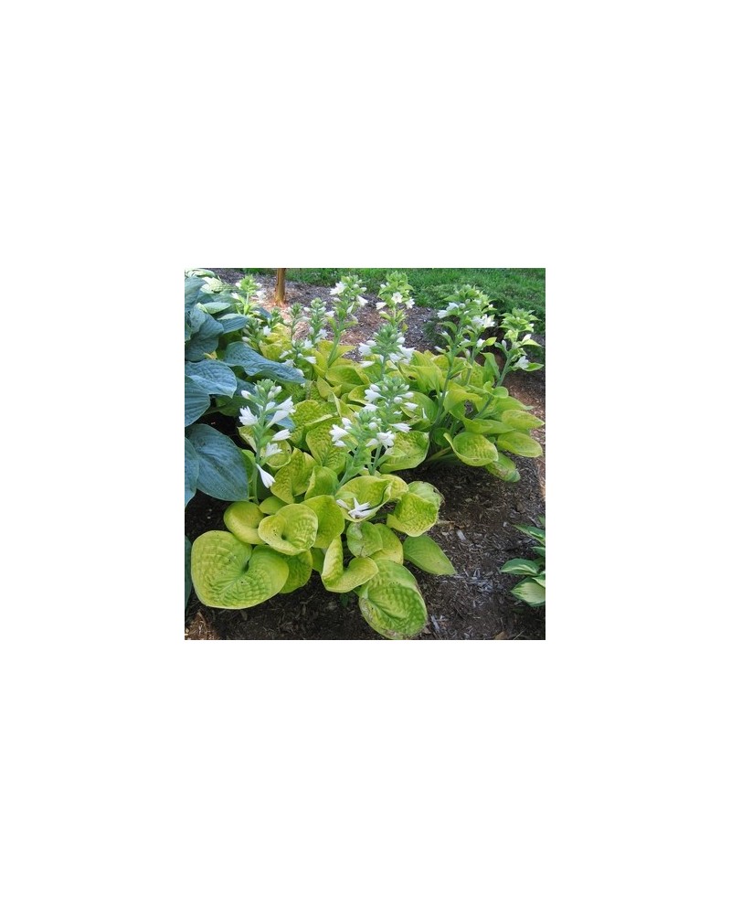 Hosta 'Maui Buttercups' - Funkia