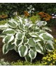 Hosta 'Minuteman' - Funkia