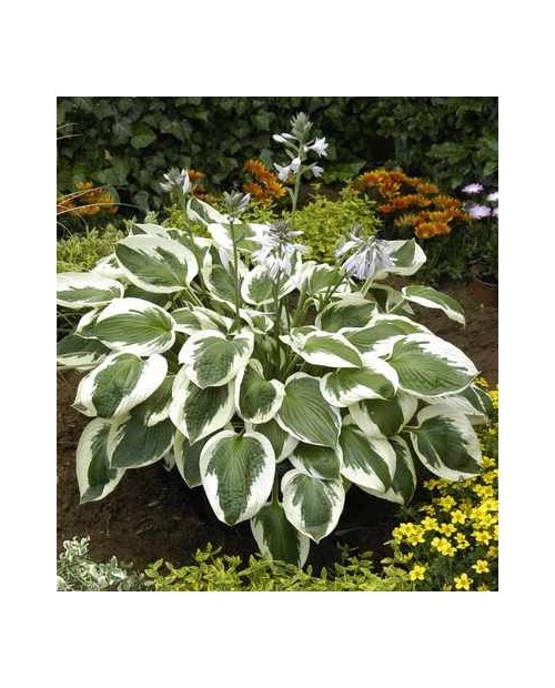 Hosta 'Minuteman' - Funkia