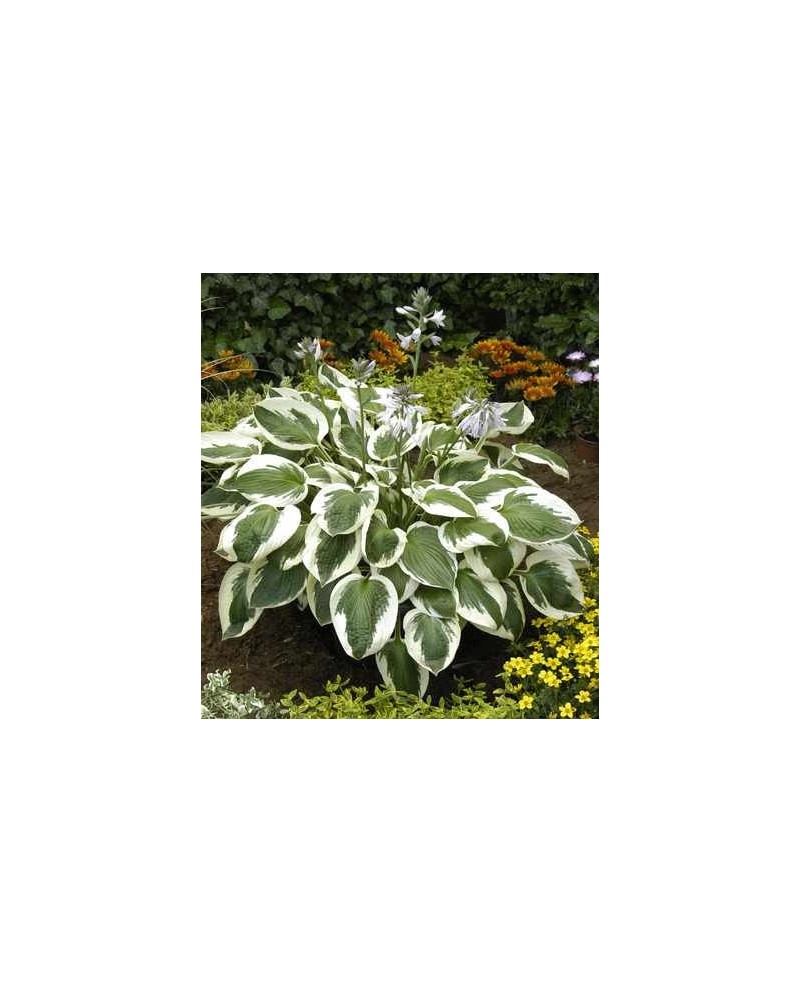 Hosta 'Minuteman' - Funkia