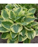 Hosta 'Snow Cap' - Funkia