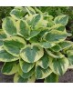 Hosta 'Snow Cap' - Funkia