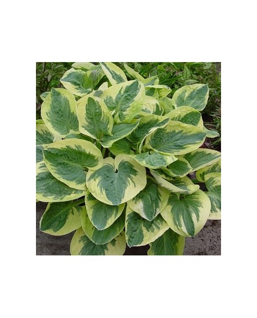 Hosta 'Snow Cap' - Funkia