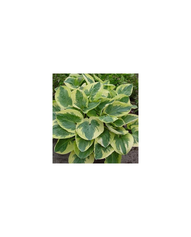 Hosta 'Snow Cap' - Funkia