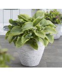 Hosta 'Spartacus' - Funkia