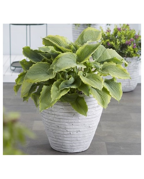 Hosta 'Spartacus' - Funkia