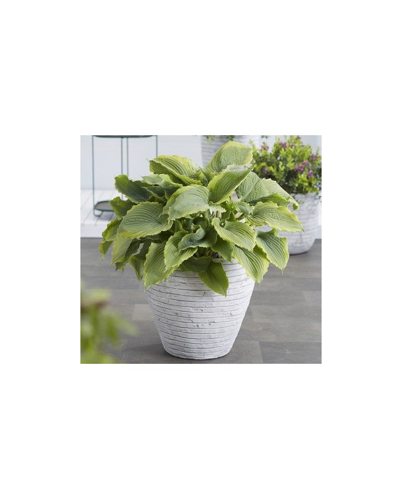 Hosta 'Spartacus' - Funkia
