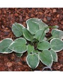 Hosta 'Country Mouse' - Funkia