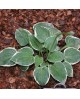 Hosta 'Country Mouse' - Funkia
