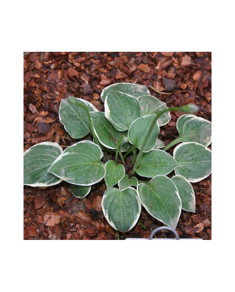 Hosta 'Country Mouse' - Funkia