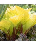 Hosta 'Fire Island' - Funkia