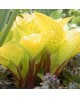 Hosta 'Fire Island' - Funkia