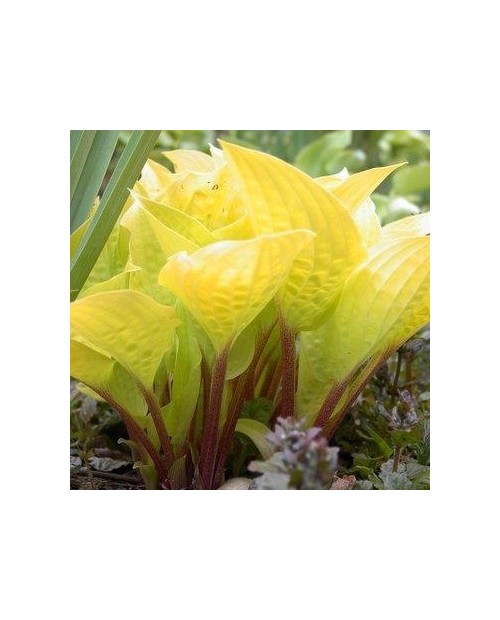 Hosta 'Fire Island' - Funkia