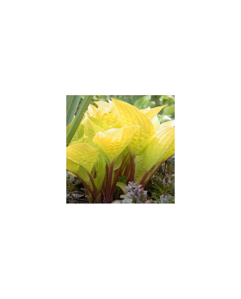 Hosta 'Fire Island' - Funkia